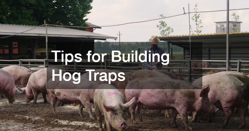 Tips for Building Hog Traps